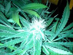 Scrog Early Skunk CRO+56 - PréFlo+8 - FLO+33