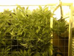 Le scrog - Early Skunk C+45 - 5