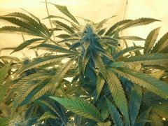 Scrog Early Skunk CRO+56 - PréFlo+8 - FLO+33