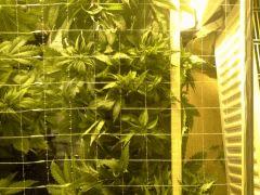 Scrog des Early Skunk C+41 - 3