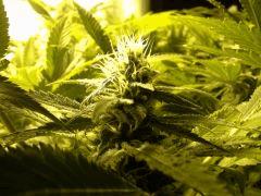 Scrog Early Skunk CRO+56 - PréFlo+8 - FLO+28 - Les buds