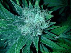 Scrog Early Skunk - CRO+56 - PréFlo+8 - FLO+63