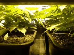 Early Skunk C+34