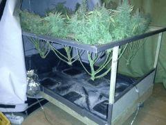 Scrog Indoor - CRO+56 - PréFlo+8 - FLO+81 - CUT