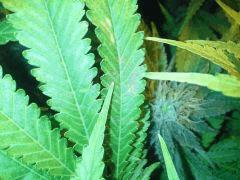 Scrog Early Skunk CRO+56 - PréFlo+8 - FLO+42