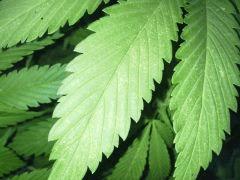 Early Skunk Outdoor 2013