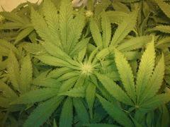 Scrog Early Skunk - CRO+56 - PréFlo+8 - FLO+12 - Quelques pompons