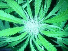 Scrog Early Skunk - CRO+56 - PréFlo+8 - FLO+16 - 2