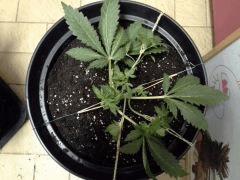 Early Skunk C+32 - session Outdoor 2013
