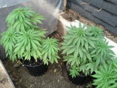 Session Outdoor Early Skunk CRO+82