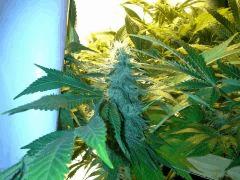 Scrog Early Skunk CRO+56 - PréFlo+8 - FLO+28 - Les buds