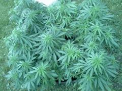 Session Outdoor - Early Skunk bout'z