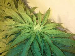 Scrog Early Skunk - CRO+56 - PréFlo+8 - FLO+12 - Quelques pompons