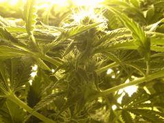 Scrog Early Skunk CRO+56 - PréFlo+8 - FLO+20