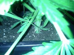 Le scrog - Early Skunk C+45 - 2