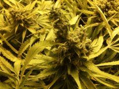 Scrog Early Skunk - CRO+56 - PréFlo+8 - FLO+73
