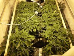 Early Skunk du Scrog C+39