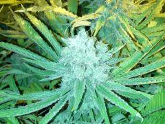 Scrog Indoor - CRO+56 - PréFlo+8 - FLO+77