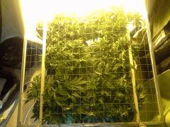 Le scrog - Early Skunk C+45