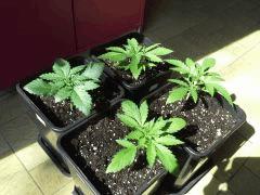 Early Skunk C+19