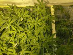 Scrog Early Skunk - F+1 - 5