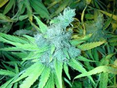 Scrog Indoor - CRO+56 - PréFlo+8 - FLO+77