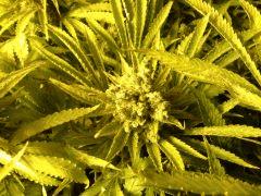 Scrog Early Skunk - CRO+56 - PréFlo+8 - FLO+67