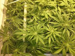 Scrog Early Skunk CRO+56 - PréFlo+8 - FLO+7 - 2