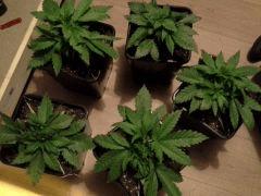 Les fifilles Early Skunk à C+23 - Après repalissage et léger tricottage
