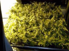 Scrog Indoor - CRO+56 - PréFlo+8 - FLO+77