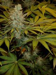 f57