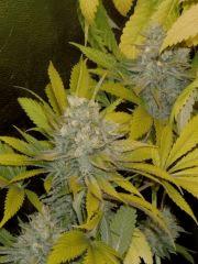 f57