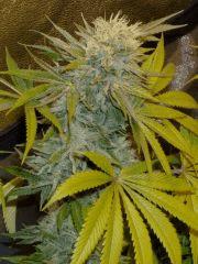 f57