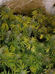 Agent Orange miniForest F+50