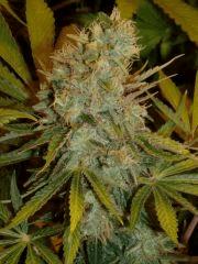 f57