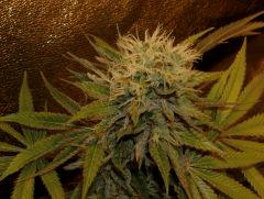 f57