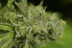 f+65
