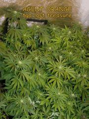 Agent Orange mini forest F+21