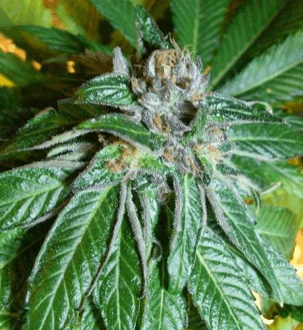 Deep chunk