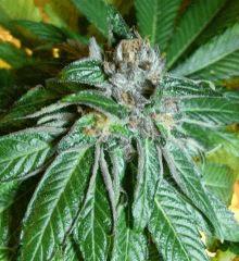Deep chunk