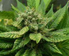 Sour diesel IBL