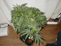 White skunk cro+55 F+2