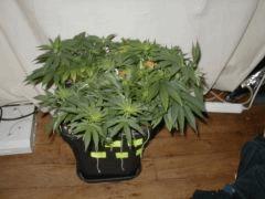 White skunk cro+55 F+2