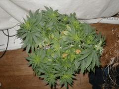White skunk cro+55 F+2