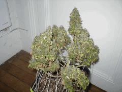 Ma white skunk juste avant le cut