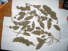White skunk seche
