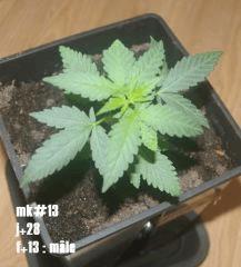 m10b