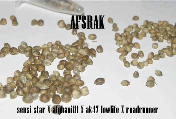 Afsrak