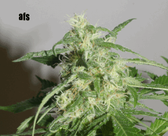 A7