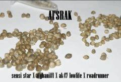agf1